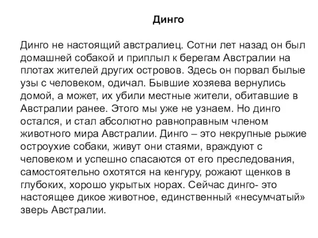 Динго Динго не настоящий австралиец. Сотни лет назад он был домашней