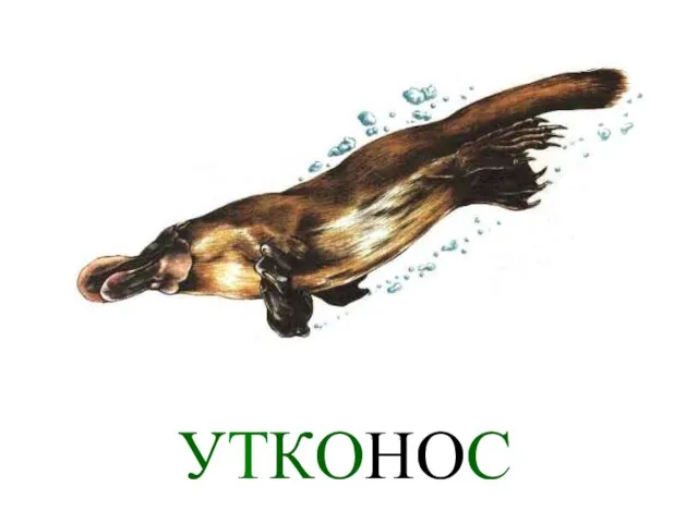 УТКОНОС