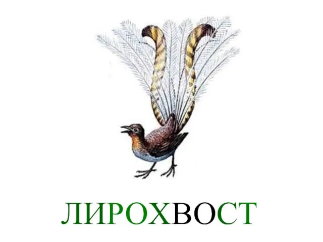 ЛИРОХВОСТ