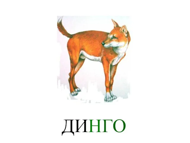 ДИНГО