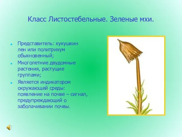 Класс Листостебельные. Зеленые мхи. Представитель: кукушкин лен или политрихум обыкновенный; Многолетние