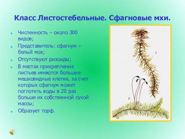 Класс Листостебельные. Сфагновые мхи. Численность – около 300 видов; Представитель: сфагнум