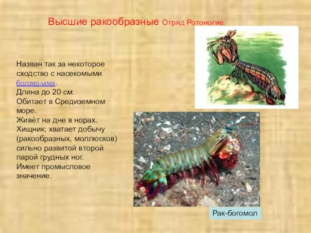 Рак-богомол Высшие ракообразные Отряд Ротоногие Назван так за некоторое сходство с