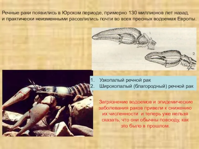 Речные раки появились в Юрском периоде, примерно 130 миллионов лет назад,