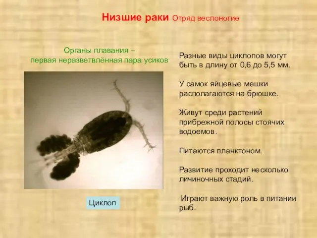 Низшие раки Отряд веслоногие Циклоп Органы плавания – первая неразветвлённая пара