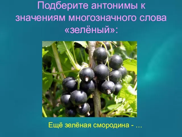 Подберите антонимы к значениям многозначного слова «зелёный»: Ещё зелёная смородина - …