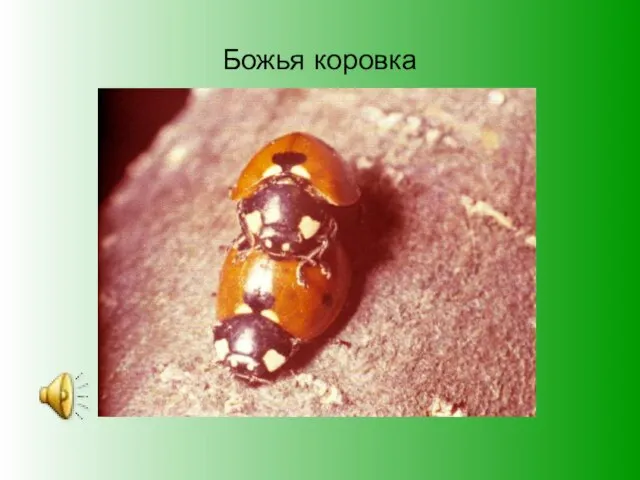 Божья коровка