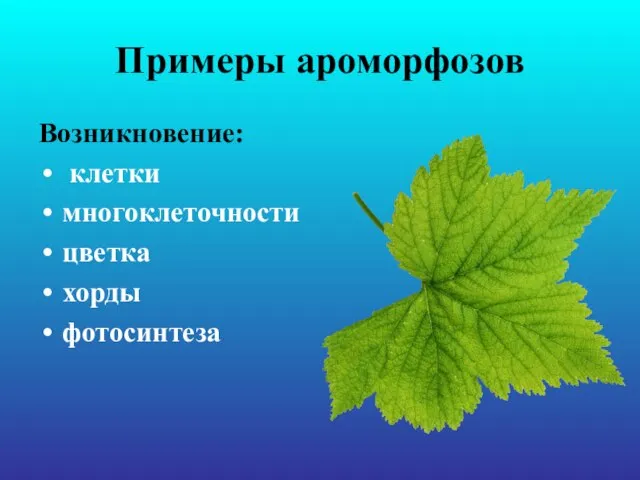 Примеры ароморфозов Возникновение: клетки многоклеточности цветка хорды фотосинтеза