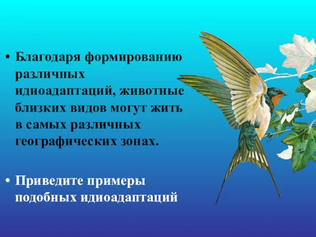 Благодаря формированию различных идиоадаптаций, животные близких видов могут жить в самых