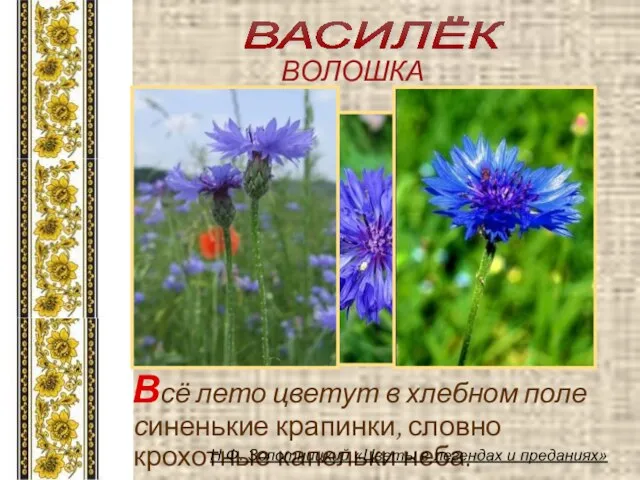 Всё лето цветут в хлебном поле синенькие крапинки, словно крохотные капельки