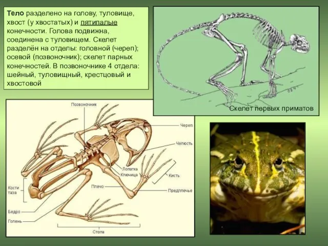 Тело разделено на голову, туловище, хвост (у хвостатых) и пятипалые конечности.