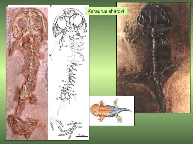 Karaurus sharovi