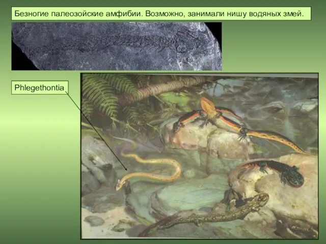 Phlegethontia Безногие палеозойские амфибии. Возможно, занимали нишу водяных змей.
