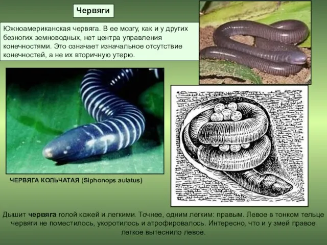 Дышит червяга голой кожей и легкими. Точнее, одним легким: правым. Левое