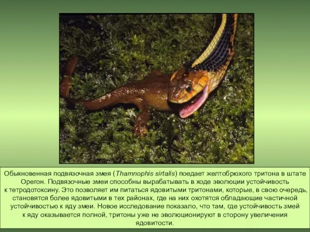 Обыкновенная подвязочная змея (Thamnophis sirtalis) поедает желтобрюхого тритона в штате Орегон.