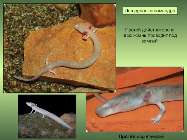 Протей европейский Протей действительно всю жизнь проводит под землей Пещерная саламандра