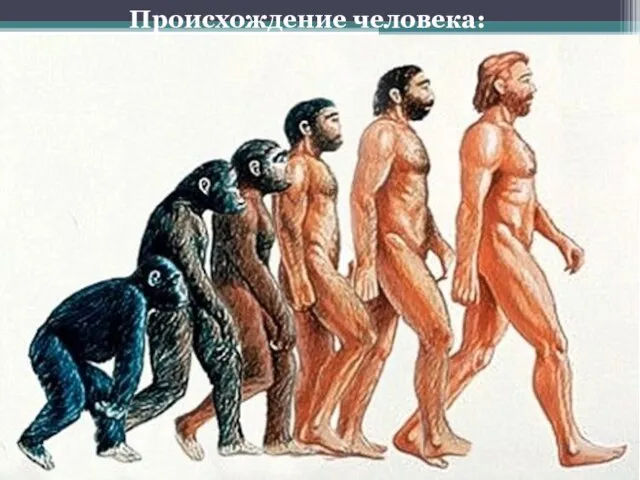 Рамапитек Австралопитек Homo habilis Происхождение человека: Homo erectus Homo sapiens