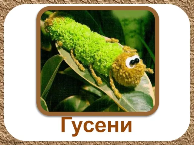 Гусеница