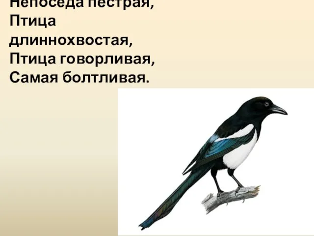 Непоседа пёстрая, Птица длиннохвостая, Птица говорливая, Самая болтливая.