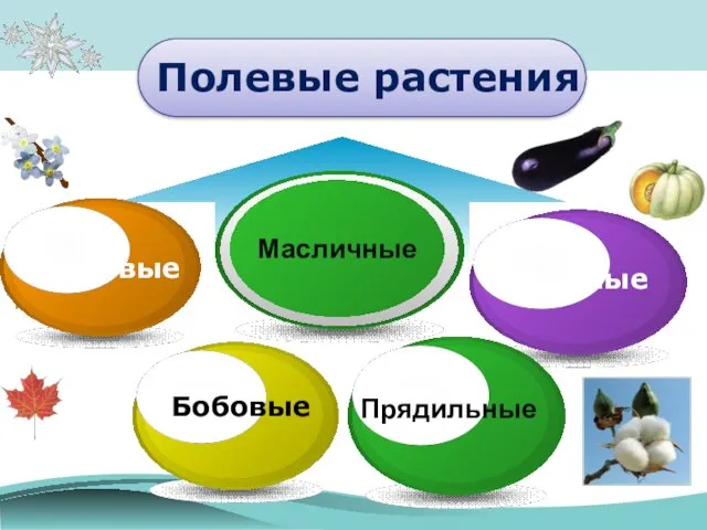 Полевые растения Зерновые Бобовые Овощные Прядильные