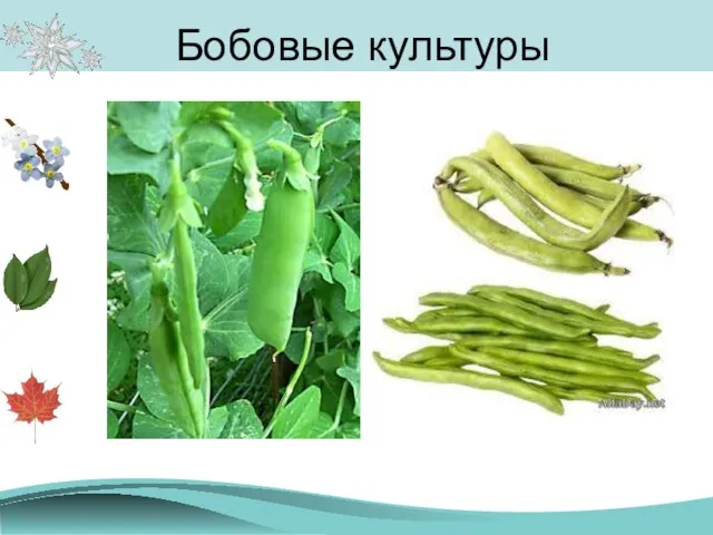 Бобовые культуры