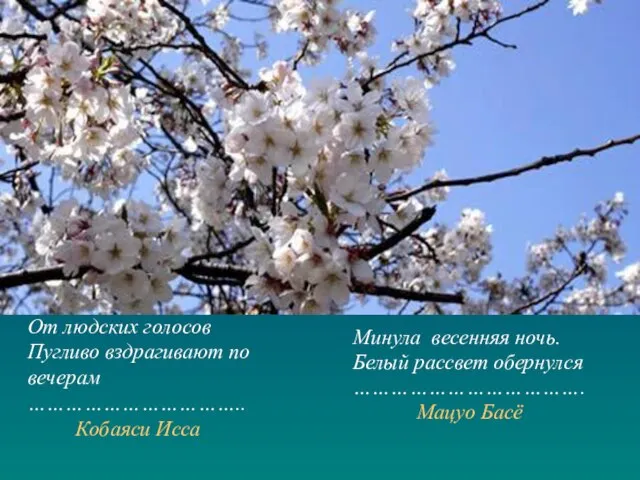 От людских голосов Пугливо вздрагивают по вечерам …………………………….. Кобаяси Исса Минула