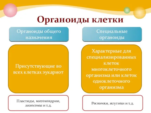 Органоиды общего назначения Специальные органоиды Присутствующие во всех клетках эукариот Характерные