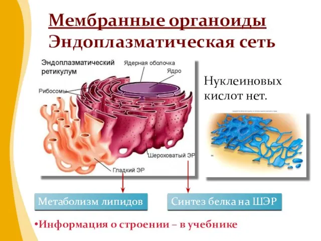 Нуклеиновых кислот нет. Мембранные органоиды Эндоплазматическая сеть Метаболизм липидов Синтез белка