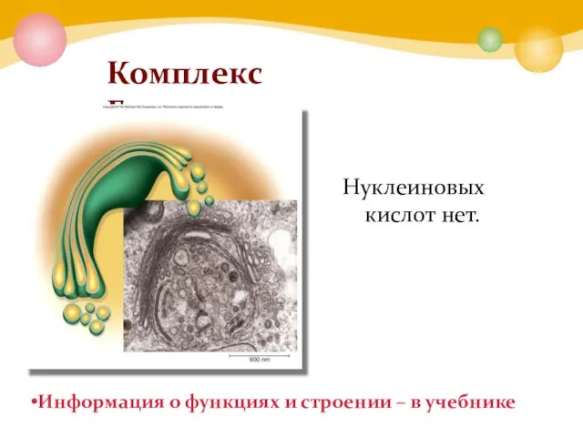 Комплекс Гольджи Информация о функциях и строении – в учебнике Нуклеиновых кислот нет.