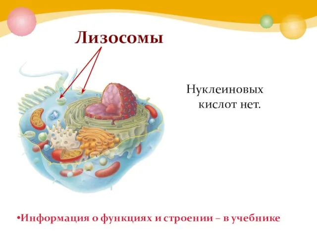 Лизосомы Нуклеиновых кислот нет. Информация о функциях и строении – в учебнике