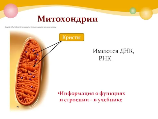 Митохондрии Информация о функциях и строении – в учебнике Имеются ДНК, РНК Кристы