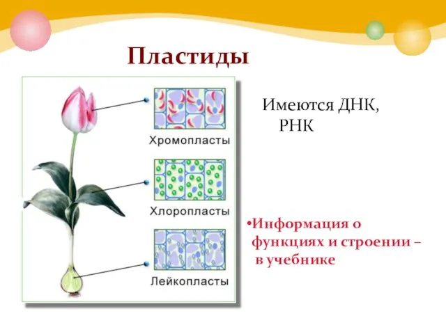 Пластиды Имеются ДНК, РНК Информация о функциях и строении – в учебнике