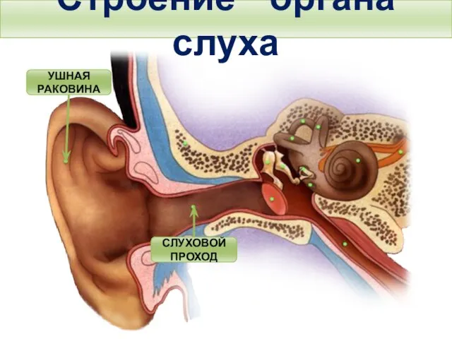 Строение органа слуха Тема. Строение и функции слухового анализатора. Гигиена слуха. УШНАЯ РАКОВИНА СЛУХОВОЙ ПРОХОД