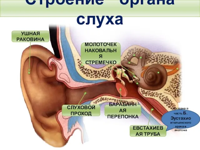 Строение органа слуха Тема. Строение и функции слухового анализатора. Гигиена слуха.