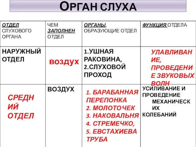 ОРГАН СЛУХА воздух УЛАВЛИВАНИЕ, ПРОВЕДЕНИЕ ЗВУКОВЫХ ВОЛН СРЕДНИЙ ОТДЕЛ 1. БАРАБАННАЯ