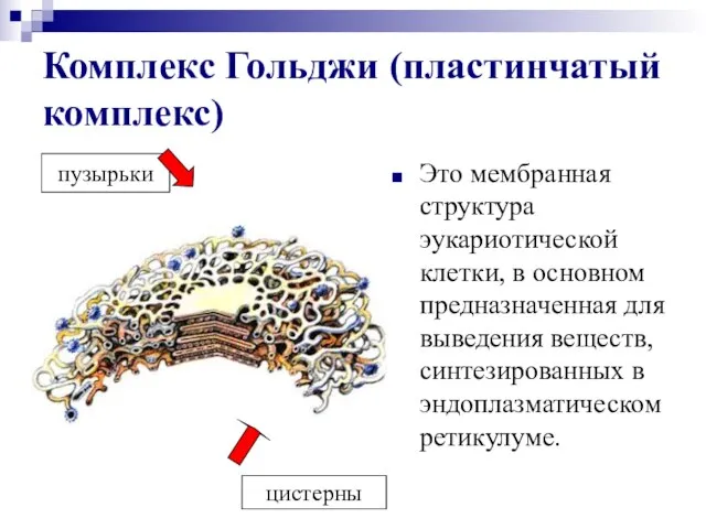 Комплекс Гольджи (пластинчатый комплекс) Это мембранная структура эукариотической клетки, в основном