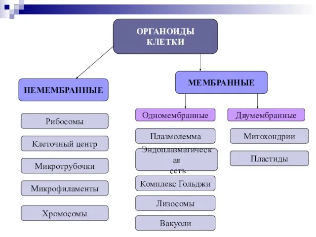 ОРГАНОИДЫ КЛЕТКИ НЕМЕМБРАННЫЕ МЕМБРАННЫЕ Одномембранные Двумембранные Рибосомы Клеточный центр Микротрубочки Микрофиламенты