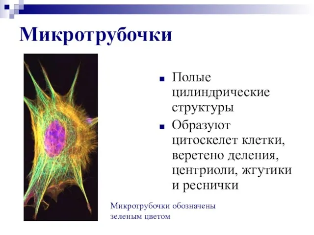 Микротрубочки Полые цилиндрические структуры Образуют цитоскелет клетки, веретено деления, центриоли, жгутики