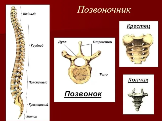 Позвоночник