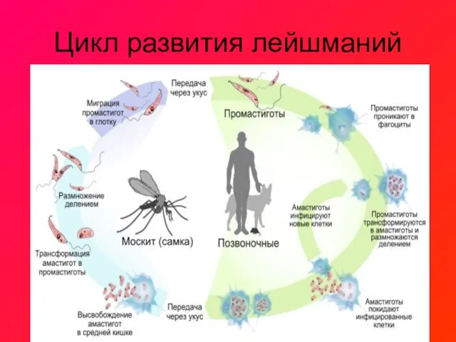 Цикл развития лейшманий