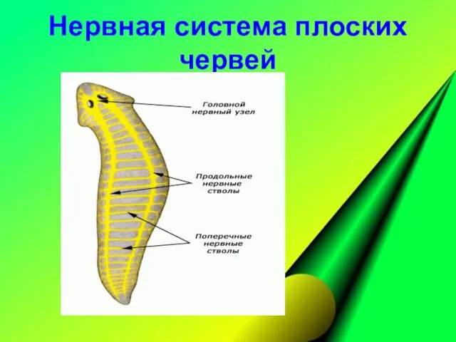 Нервная система плоских червей