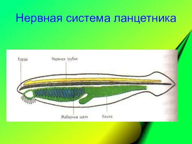 Нервная система ланцетника