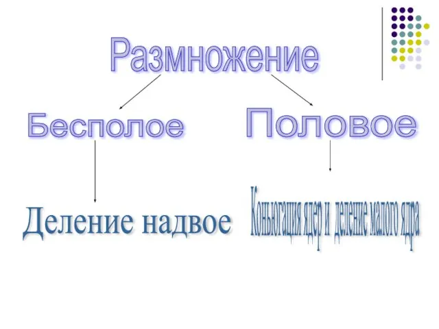 Бесполое Размножение Половое Коньюгация ядер и деление малого ядра Деление надвое