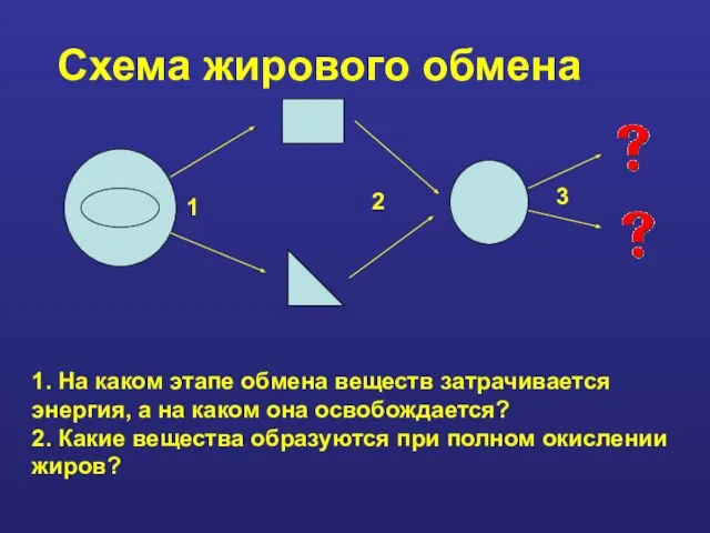 Схема жирового обмена 1. На каком этапе обмена веществ затрачивается энергия,