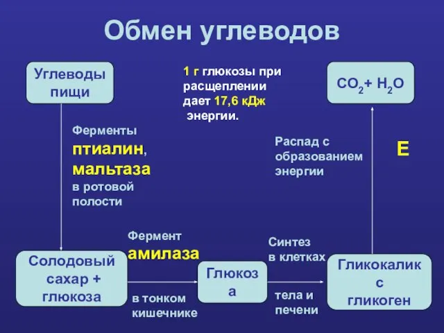 Обмен углеводов Углеводы пищи Солодовый сахар + глюкоза Глюкоза Гликокаликс гликоген