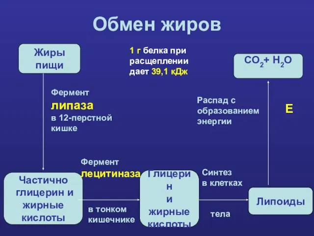 Обмен жиров Жиры пищи Частично глицерин и жирные кислоты Глицерин и