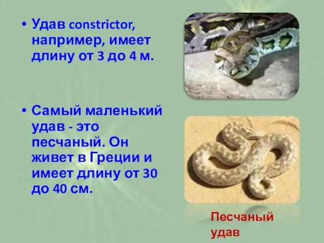 Удав constrictor, например, имеет длину от 3 до 4 м. Самый