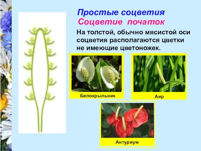 Простые соцветия Соцветие початок На толстой, обычно мясистой оси соцветия располагаются