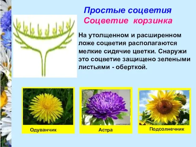 Простые соцветия Соцветие корзинка На утолщенном и расширенном ложе соцветия располагаются