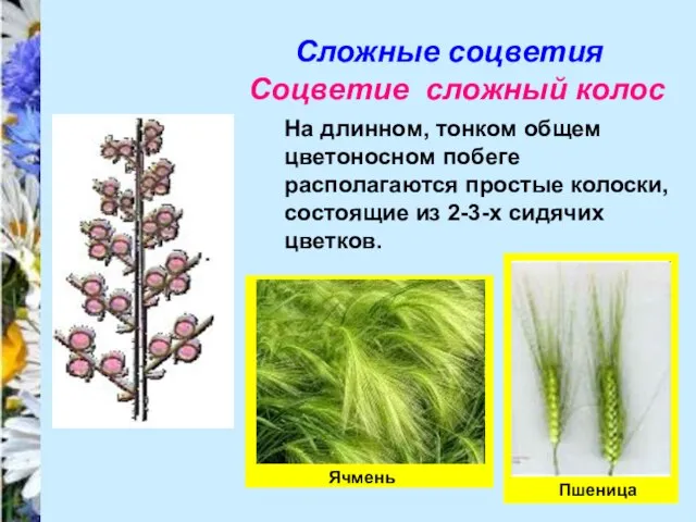 Сложные соцветия Соцветие сложный колос На длинном, тонком общем цветоносном побеге